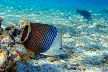 Coral fish - Tropical fish - Whiteface butterflyfish (Chaetodon  mesoleucos ) in Red sea                                                                                           