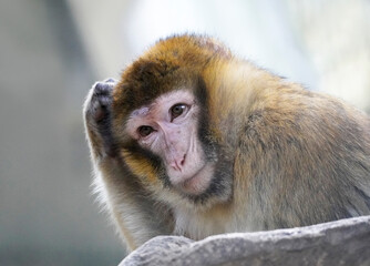 Barbary macaque close-up. Portrait of a monkey scratching its head thoughtfully. Macaca sylvanus. Monkey face.