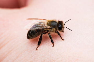 Dark bee sits on a hand. Insect close up. Apis mellifera. Macro photography.
