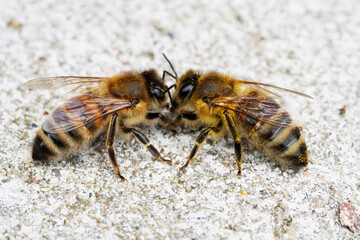 Close-up of two bees on a concrete surface. Communication of insects. Apis mellifera. Macro photography