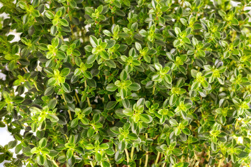 Background of green sprigs of thyme
