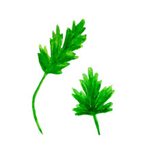 Parsley leaves isolated on a white background. The plant illustration is hand-drawn in watercolour. 