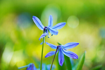 Fine blue flowers of squill, scilla. Light green background. Close-up of spring flowers. Macro...