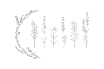 floral lavender black sketch set © Halyna