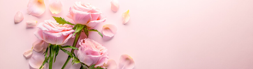 Sweet pink rose flowers for love romance background
