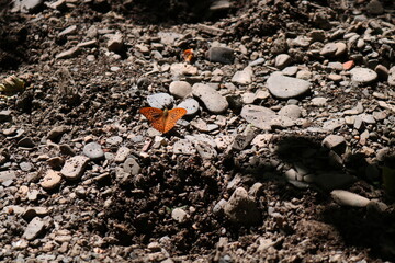 Schmetterling am Flussufer