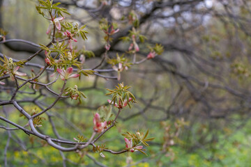 The first spring flowers bloom in the city's botanical garden