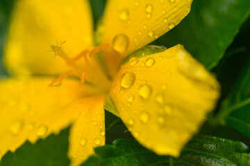 Raindrops on damiana (Turnera diffusa)  flower, Vietnam