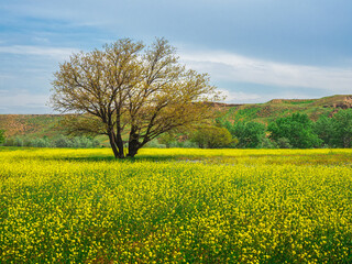 Yellow field of flowering rape and tree against a blue sky.  Natural landscape background with copy space. Amazing bright colorful spring landscape for wallpaper
