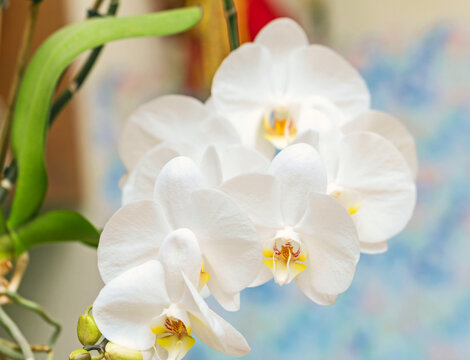 Charming flowers white blooming orchid