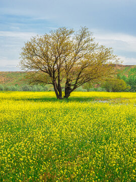 Yellow field of flowering rape and tree against a blue sky.  Natural landscape background with copy space. Amazing bright colorful spring landscape for wallpaper.