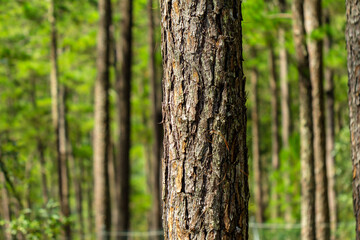 Obraz premium Pine trees with needles in the pine forest, Dalat