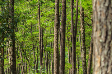 Fototapeta na wymiar Pine trees with needles in the pine forest, Dalat