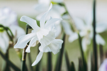 Close-up sur une fleur narcisse blanche dans le jardin	 - obrazy, fototapety, plakaty