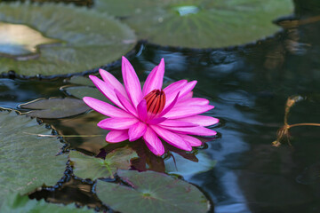 Water lily flower in the pond in the morning, Vietnam