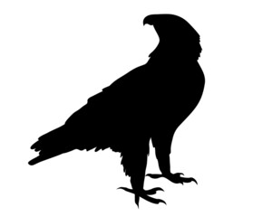 Black silhouette Cartoon  wild eagle in isolate on a white background. Vector illustration.