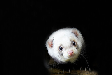 A ferret looks curiously into the camera. Animal with white fur and black background. Mustela putorius furo. Carnivore and mammal.