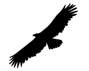 Black silhouette Cartoon  wild eagle in isolate on a white background. Vector illustration.