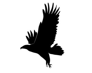 Black silhouette Cartoon  wild eagle in isolate on a white background. Vector illustration.