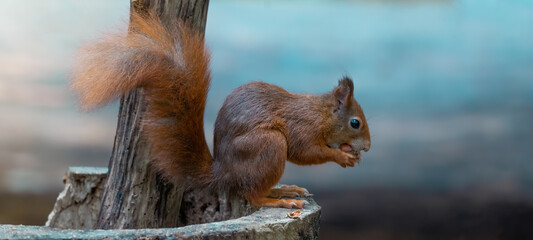 Funny animal wildlife nature background banner panorama - Cute red squirrel ( Sciurus vulgaris ) in...