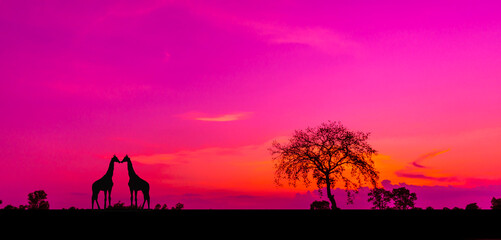 Amazing sunset and sunrise.Panorama silhouette tree in africa with sunset.Dark tree on open field dramatic sunrise.Safari theme.