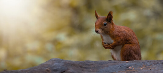 Funny animal wildlife nature autumnal background banner panorama - Cute red squirrel ( Sciurus...