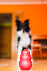 Photograph of a dog toy with a dog out of focus in the background.