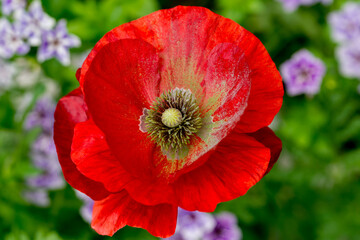 Red poppy with green pollen in the summer garden