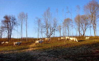 White cows in the field of farm in Latvia, early spring morning sunrise. White cows grazing on farmland at the trees. Herd of young white cows on hill