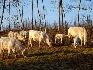 Obraz premium White cows in the field of farm in Latvia, early spring morning sunrise. White cows grazing on farmland at the trees. Herd of young white cows on hill