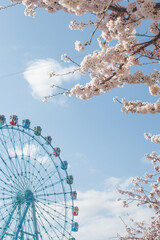 Ferris wheel with cherry blossoms on blue sky background.