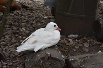 White Duck Laying