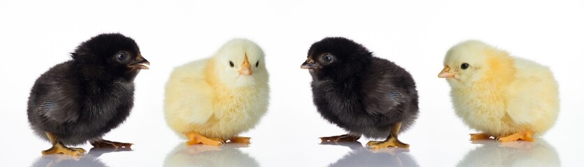 Newborn four chick on white table
