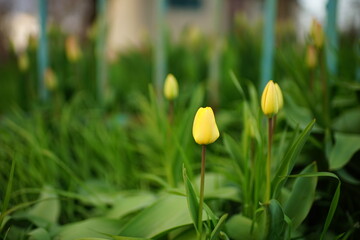 Young yellow tulip flowers grows in spring rural garden.