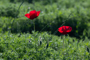 Obraz premium Red poppys in green meadow on blur background.
