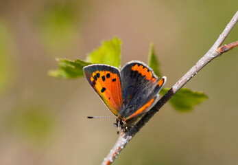 Small fire butterfly, Lycaena phlaeas. Macro shot of a small butterfly with orange and black wings. Insects in spring and summer.