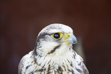Laggar falcon in close-up. Portrait of a bird of prey with black and white plumage. Falco jugger. Dark background.