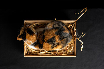 Calico Cat in a Box from Above