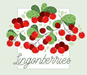 Fresh delicious ripe wild lingonberry vector flat illustration isolated on white, natural diet food vegetation tasty eating, forest wild berries series.