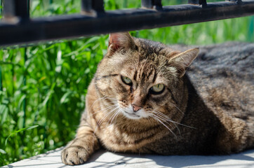 The street cat is walking. The cat lies in the grass. Abandoned pet.