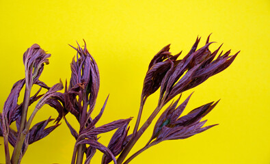 Closed dark red leaves of a peony at the beginning of the plant's growth. Bright yellow background.