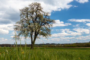 Oberschwäbische Kulturlandschaft im Frühling  Wiesen, Bäumen und Wolkenhimmel