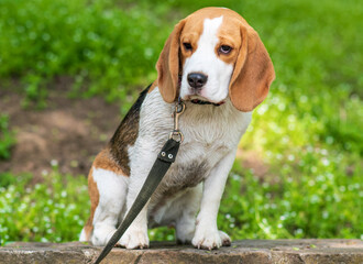 Portrait of  cute beagle dog in nature