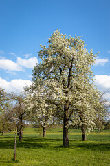 Fototapeta na wymiar Oberschwäbische Kulturlandschaft im Frühling mit Wiesen, Bäumen und Wolkenhimmel