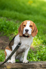 Portrait of  cute beagle dog in nature