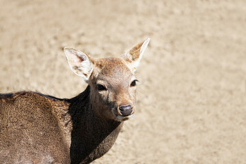 Portrait of a deer with brown fur. Animal looks at the camera. Mammals. Light background.