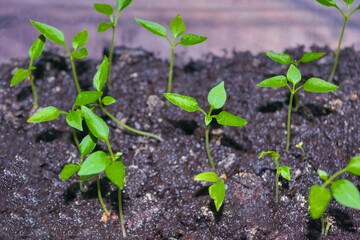 Young Seedlings of hot indoor decorative pepper close-up.