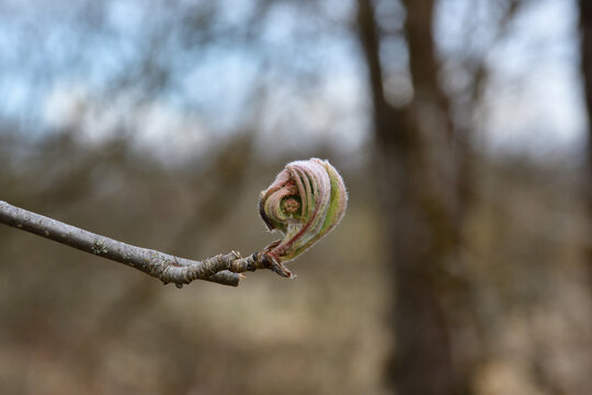 A close-up of a opened rowan bud, with green-reddish future leaves and a future inflorescence, on a twig, with a blurred forest background.