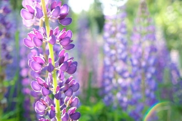 A field of blooming lupine flowers. Sunlight shines on plants. Violet summer flowers, blurred background.