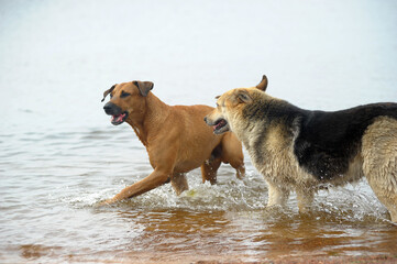 dogs playing in the water in summer